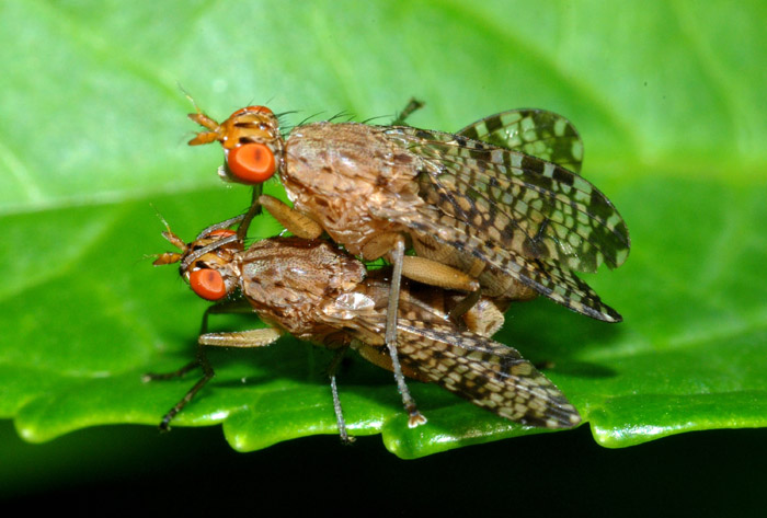 Euthycera chaerophylli